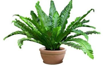 我的植物我的植物作文通用6篇