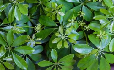 写植物的作文100字优质7篇