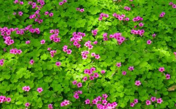 小学生描写植物的作文6篇