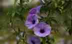 植物写植物的作文参考6篇