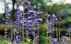 种植物作文300字5篇
