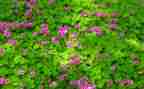 小学生描写植物的作文6篇