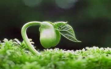 种子画中班教案8篇