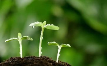 找种子教案7篇