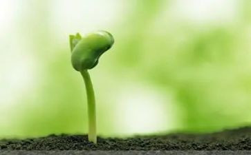 种种子的教案通用8篇