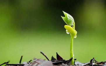 种子画小班教案5篇