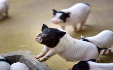 猪市场调查报告范文推荐8篇