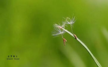 追梦的人作文模板5篇