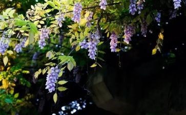 紫藤花瀑布读后感推荐6篇