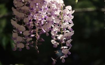 紫藤花瀑布读后感5篇